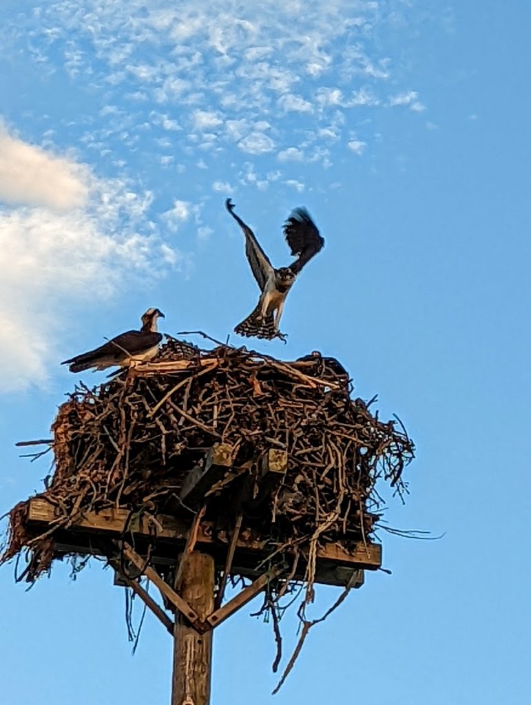 Osprey Flight