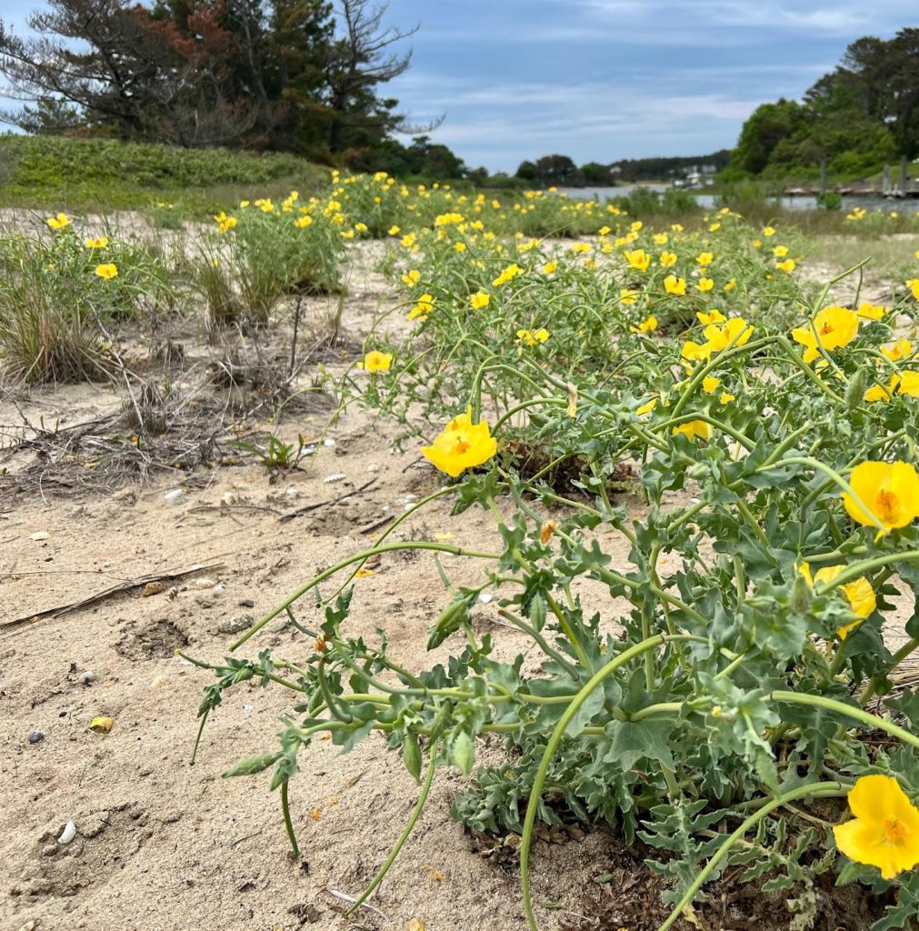 Harbor Flowers