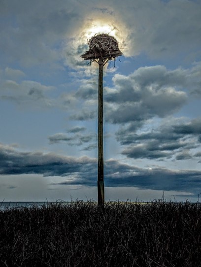 Osprey Nest